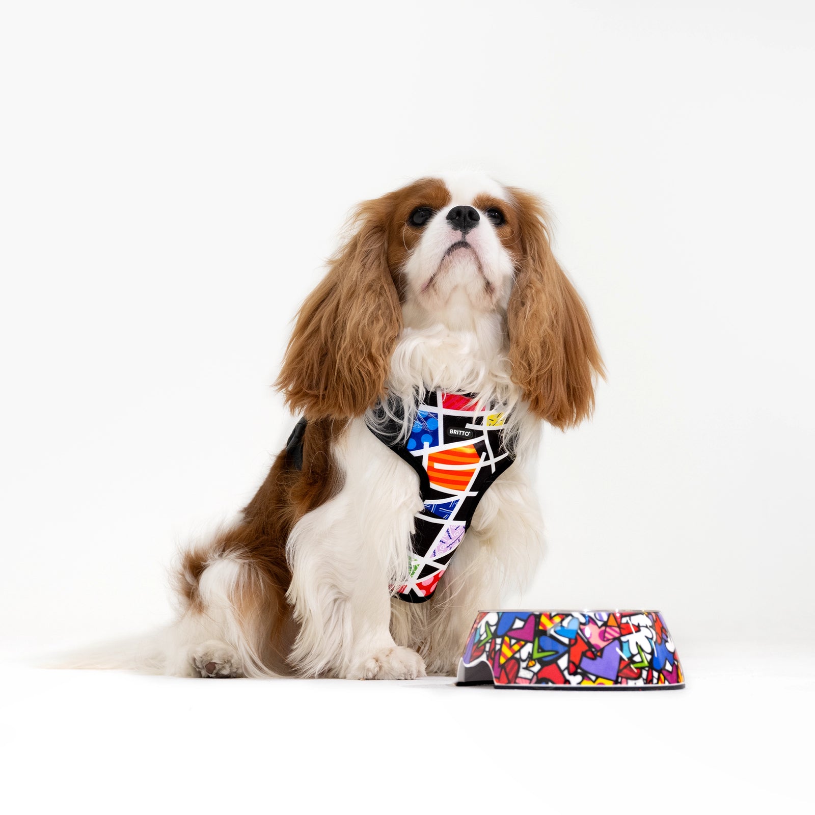 Midnight Britto Pet Harness