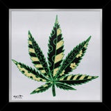 MEDICINAL SILVER - Limited Edition Print